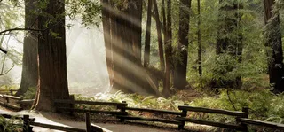 森林大树海报素材高清