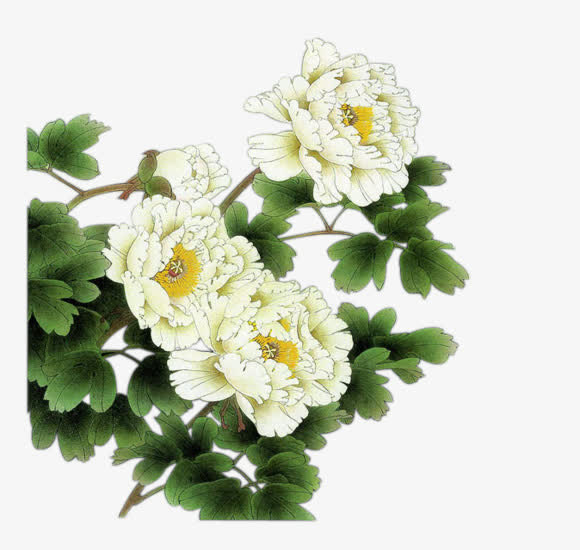 白色月季花绿色叶子免抠
