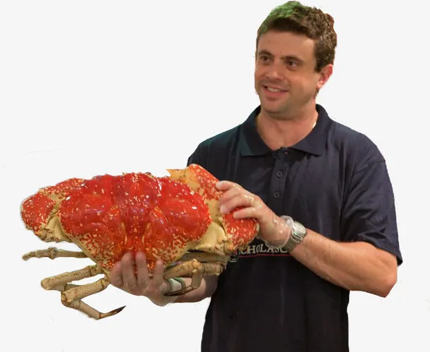 帝王蟹大小展示免抠