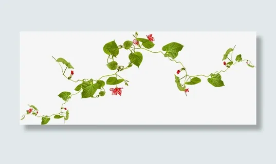 手绘红色花藤蔓免抠