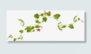 手绘红色花藤蔓免抠