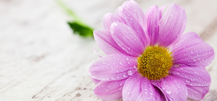 鲜花 花朵 植物 背景高清