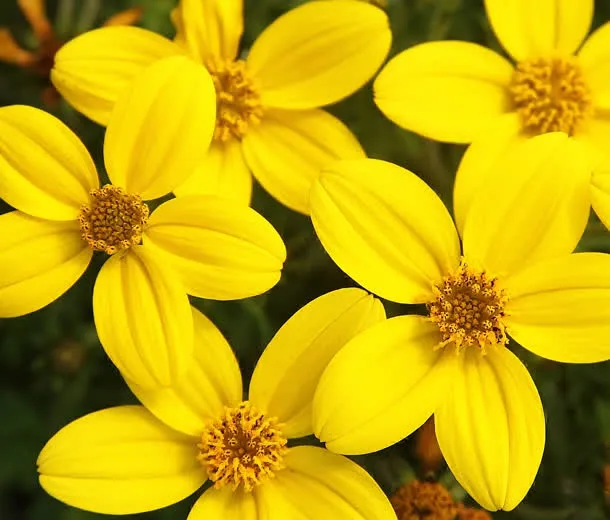 黄色高清花朵花瓣免抠