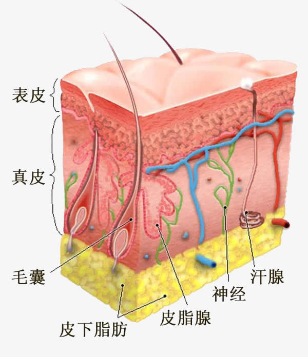 面部细胞组织图免抠