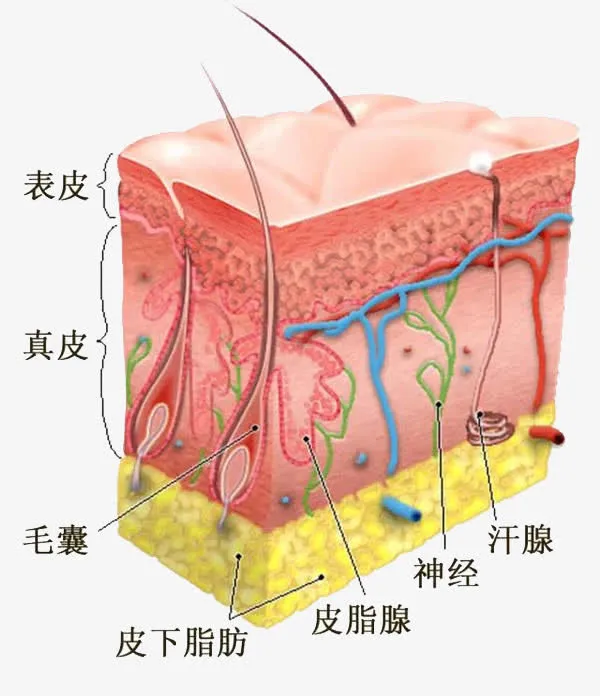 面部细胞组织图免抠