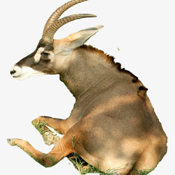 卧着的羚羊免抠