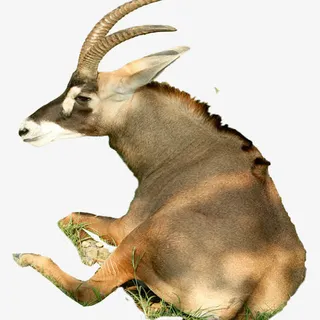 卧着的羚羊免抠