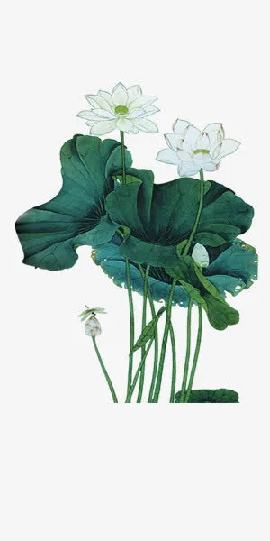 中国风荷花免抠