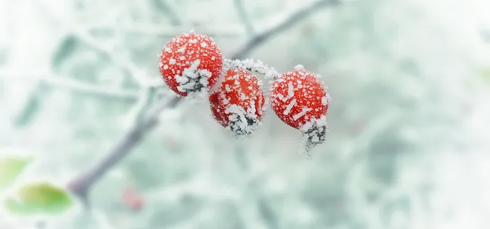 打霜的红色果实背景高清
