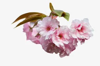 春天绿色花朵樱花免抠