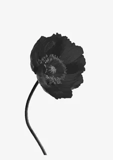 荷花 荷叶 黑白 中国画免抠