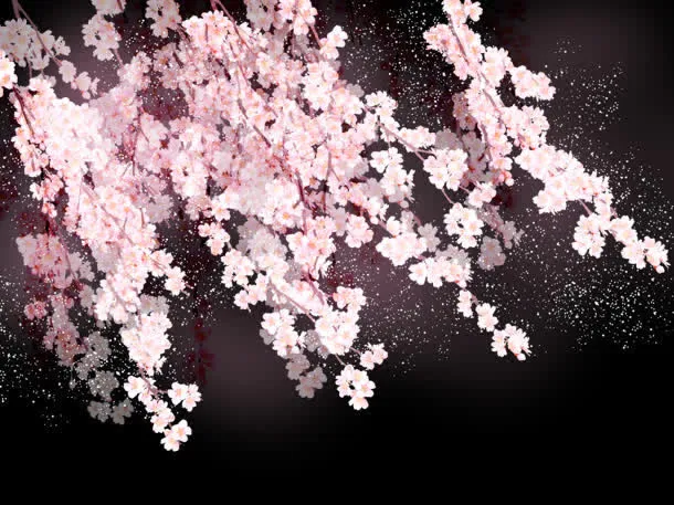 夜空下的粉色樱花海报背景