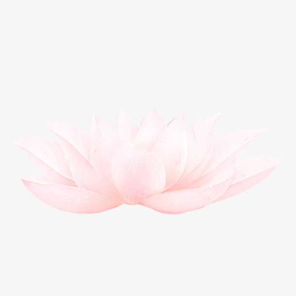 荷花免抠