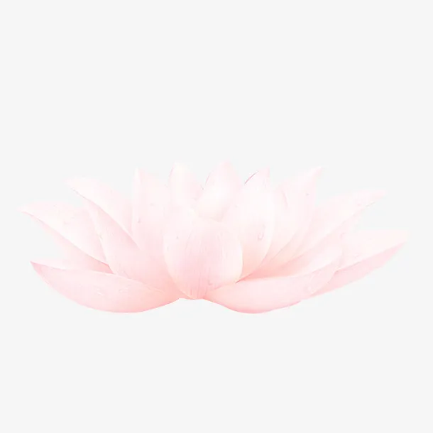 荷花免抠