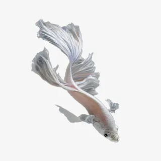 卡通手绘白色的斗鱼免抠