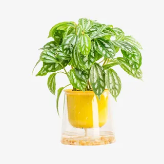 黄色自吸盆冷水花盆栽免抠