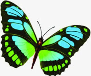 手绘卡通夏日蝴蝶海报免抠