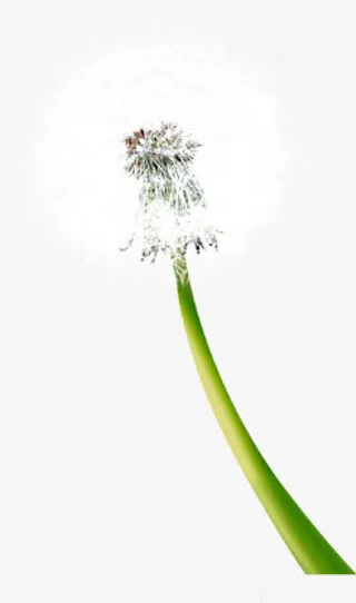 白色春天景观蒲公英风景免抠