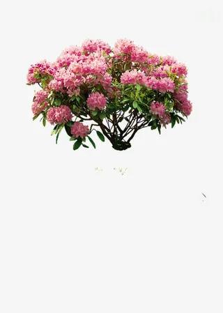 花树免抠