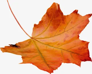 漂亮的落叶PNG免抠免抠