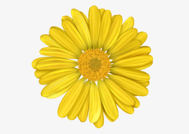 黄色的花免抠