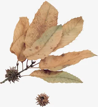 枯萎的树叶免抠