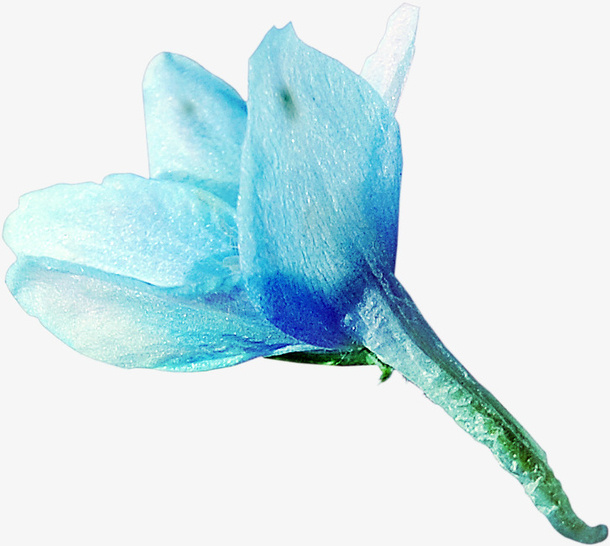 花卉免抠