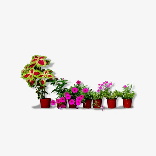 一排红色花草免抠