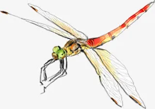 蜻蜓夏季背景素材