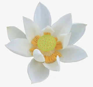 绽放黄蕊白色睡莲免抠