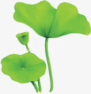 中秋节绿色手绘荷叶免抠