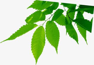 春季新品淘宝树叶装饰免抠