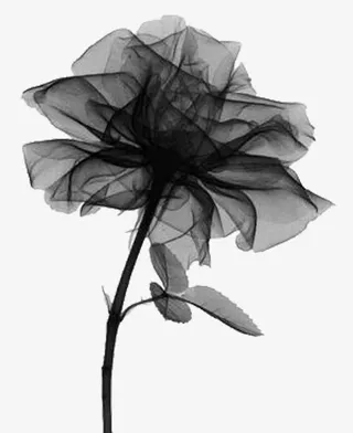 黑纱做的花免抠