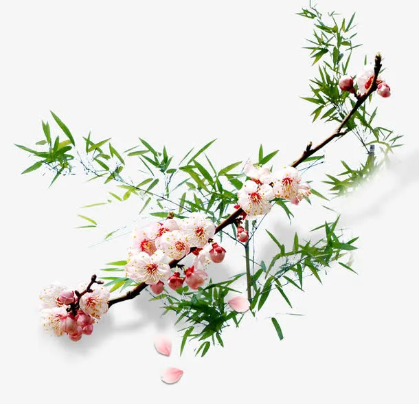 梅花树枝免抠