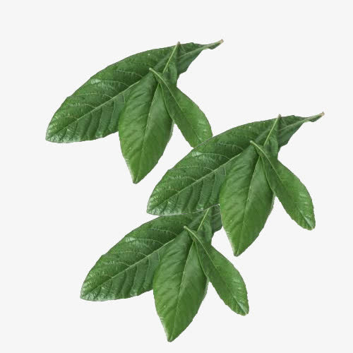 枇杷叶素材免抠