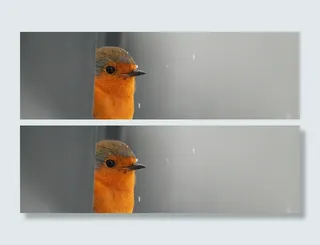 唯美小鸟背景高清