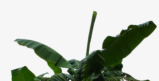 芭蕉树叶热带雨林素材免抠