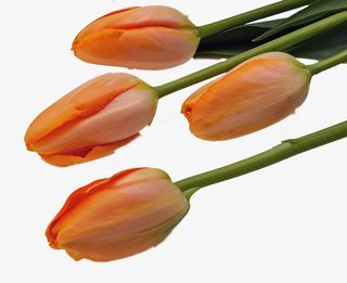 送给妈妈的红色康乃馨免抠