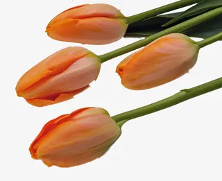 送给妈妈的红色康乃馨免抠