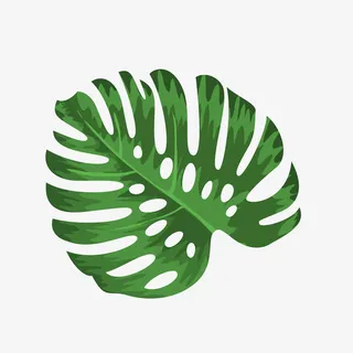 热带植物叶子矢量图免抠