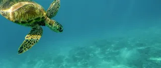 海龟潜水简约蓝色背景高清