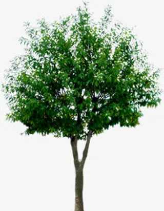 白蜡免抠动植物植物元素