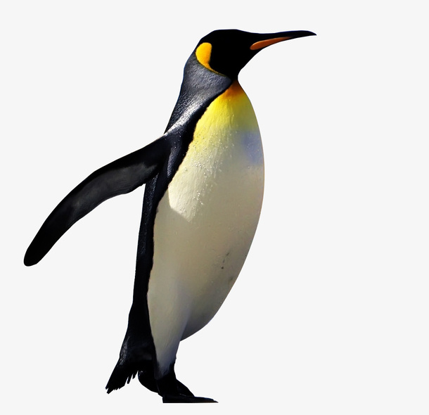 免扣元素 企鹅免抠