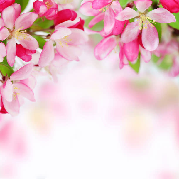 鲜花背景