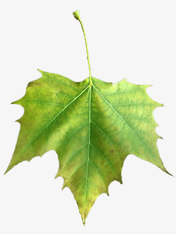 深秋唯美梧桐免抠