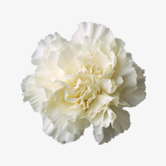 花朵免抠