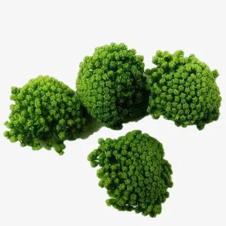 2017三七花实拍图免抠