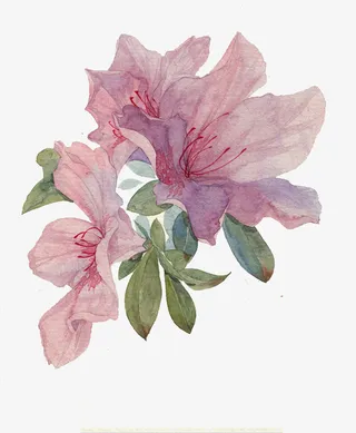 手绘杜鹃PNG免抠免抠