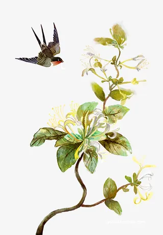 国风 水墨 手绘 花鸟 免抠免抠