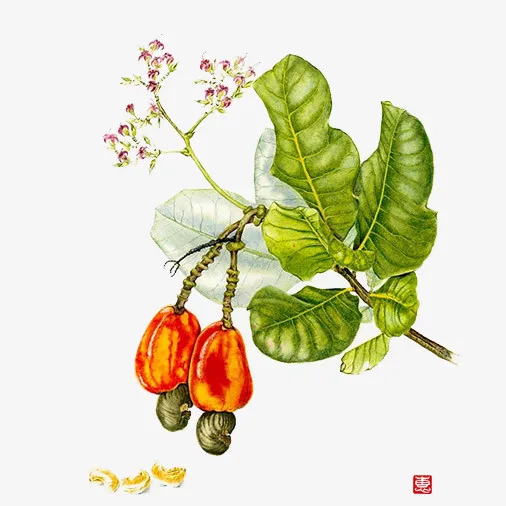 手绘水彩腰果果枝插画免抠免抠